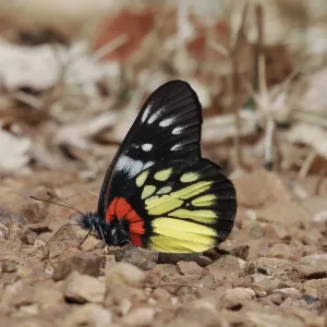 <i>Delias pasithoe</i><br>報喜斑粉蝶