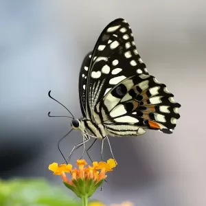 <i>Papilio demoleus</i><br>達摩鳳蝶